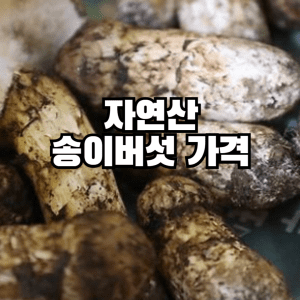 자연산 송이버섯 가격