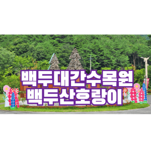 백두대간수목원 백두산호랑이
